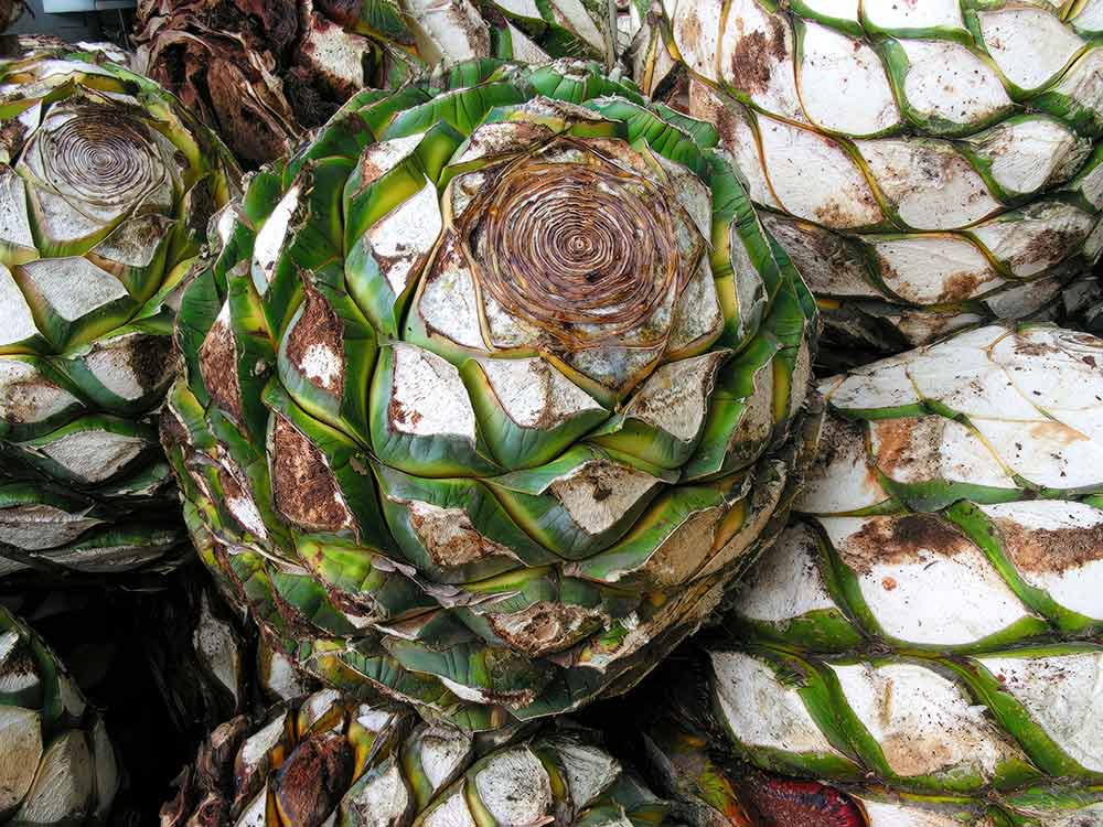 Harvested agave piñas stacked at a distillery